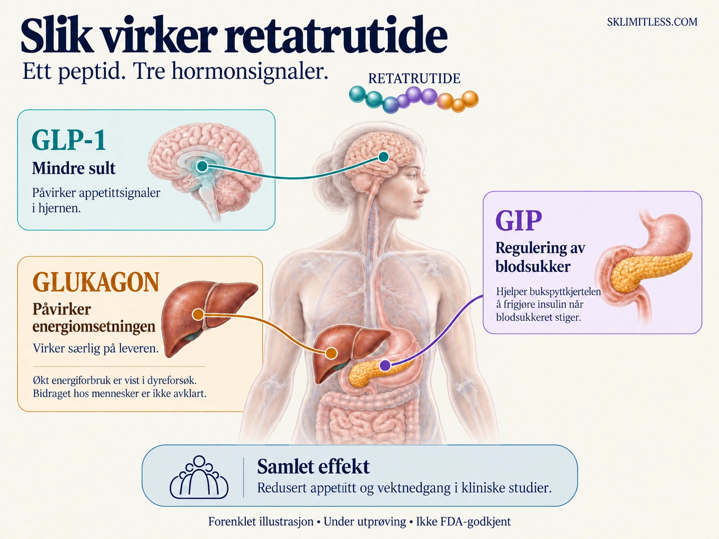 Infografikk: retatrutide påvirker appetitt via GLP-1, insulinfrigjøring via GIP og leverens energiomsetning via glukagon. Økt energiforbruk er vist i dyreforsøk; bidraget hos mennesker er uavklart.